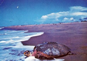 VINTAGE CONTINENTAL SIZE POSTCARD MARINE TURTLE WIA-WIA NATURE RESERVE SURINAM