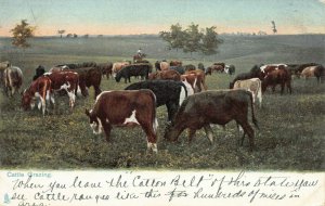 Cattle Grazing, Texas,  Early Postcard, Used in 1908, Published by Tuck & Sons