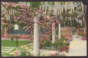 Beautiful Wormsloe Gardens ,Savannah,GA Postcard 