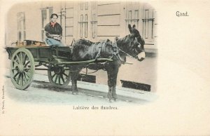 Laitiere des flandres Donkey Pulling Wagon Postcard