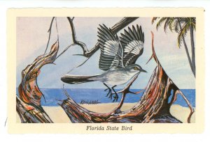 Birds - Florida State Bird, Mockingbird