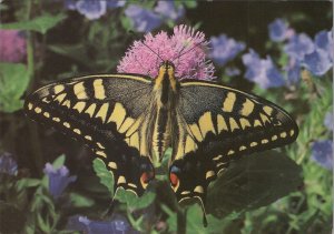 Animals Postcard - Butterflies, European Swallowtail, Papilio Machaon  RR17505