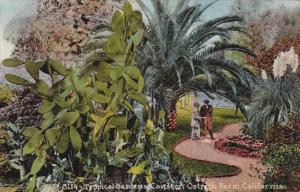 California Los Angeles Tropical Gardens Cawston Ostrich Farm 1912
