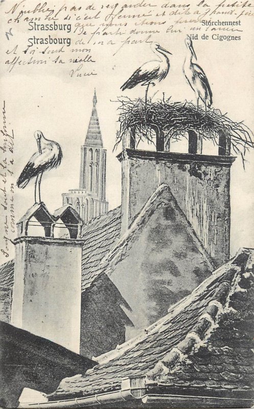 Stork birds nest in Strasbourg France 1906