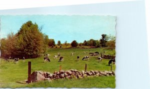 Postcard - Cows Out To Pasture