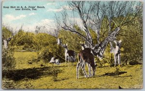 Cotulla Texas 1917 Postcard Snap Shot On A.A. Jones Ranch Deer