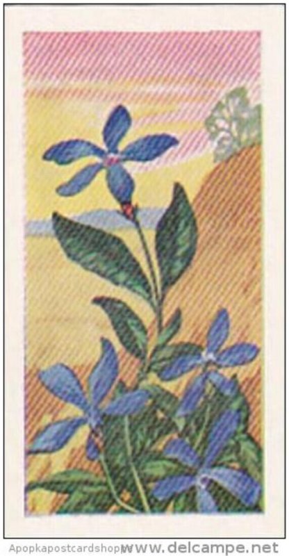 Glengettie Trade Card Wild Flowers No 11 Periwinkle