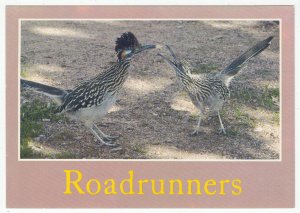 Desert Roadrunners, United States