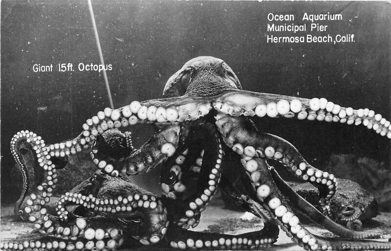 Angeleno Photo Service Giant 15 foot Octopus RPPC Photo Postcard 21-6423