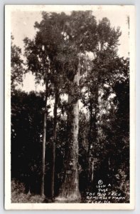 RPPC Seminole Park Florida FL The Big Tree Photo By Leon A. Page Postcard A50