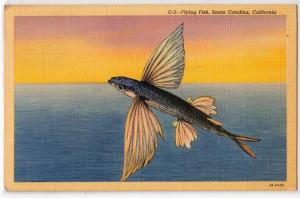 Flying Fish, Catalina Island CA