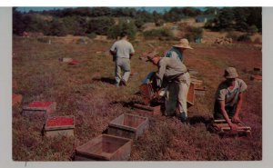 MA - Cape Cod. Picking Cranberries