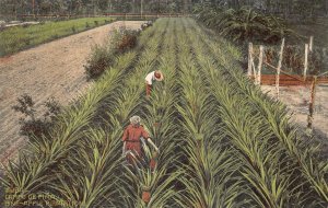 CUBA CAMPO DE PINA PINE-APPLE PLANTATION FARMING POSTCARD (c. 1910)
