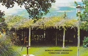 White Lady Banksia World's Largest Rose Bush Tombstone Arizona