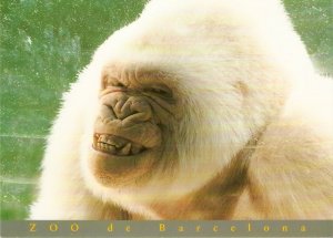 Animals. Copito de Nieve. Coast Gorilla Modern Spanish photo postcard