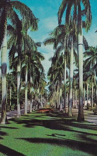 Florida Palm Beach Royal Palm Way