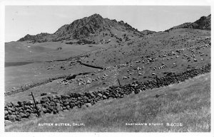 Sheep grazing within stone walls Eastman's Studio B-6014 - Butter Buttes, Cal...