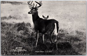Mother Deer and Baby Wild Animals Hines' Resort Sarona Wisconsin WI Postcard
