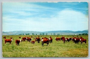 Nevada  White Faced Hereford Cattle Cows  Postcard