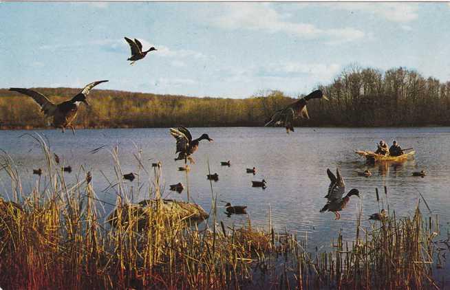 Ducks Coming in to Decoys - Duck Hunting