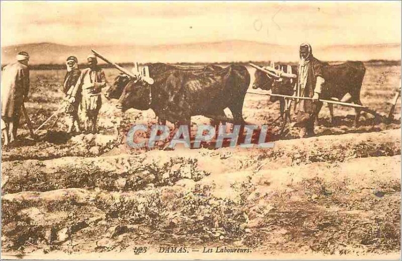 Old Postcard Damascus Laborers