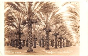 California Dates Photo - D. Moore - Trees, California CA Postcard