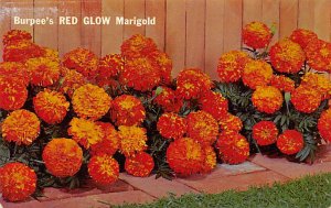 Red glow marigold Nursery 1970 