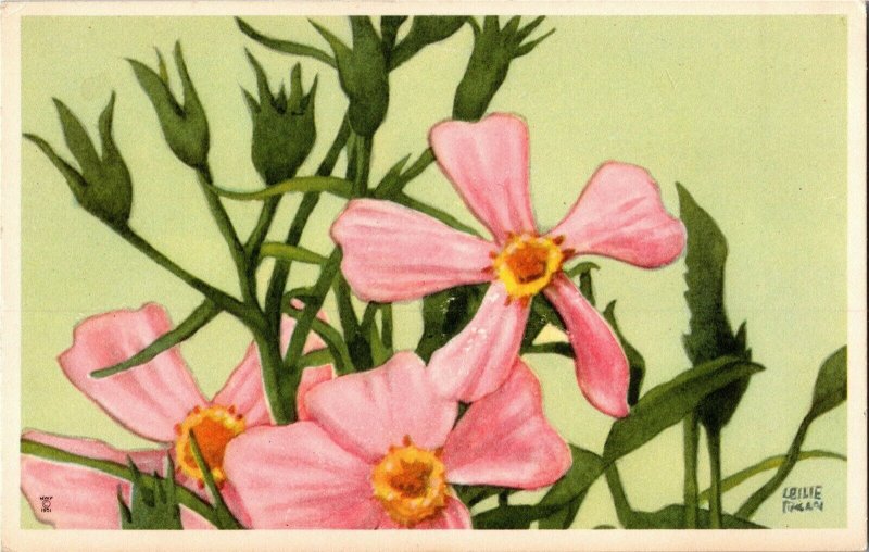 Moss Pink Nat'l Wildlife Fed Wildflower Series by W.A. Weber Vtg Postcard M36