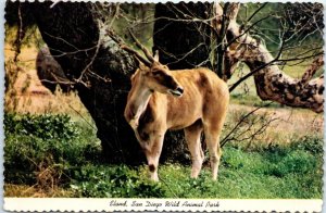 Postcard - Eland, San Diego Wild Animal Park - San Diego, California