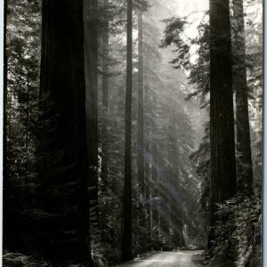 c1940s Cali. Redwood Highway RPPC Tree Groves God's 1st Temple Art Ray CA A210