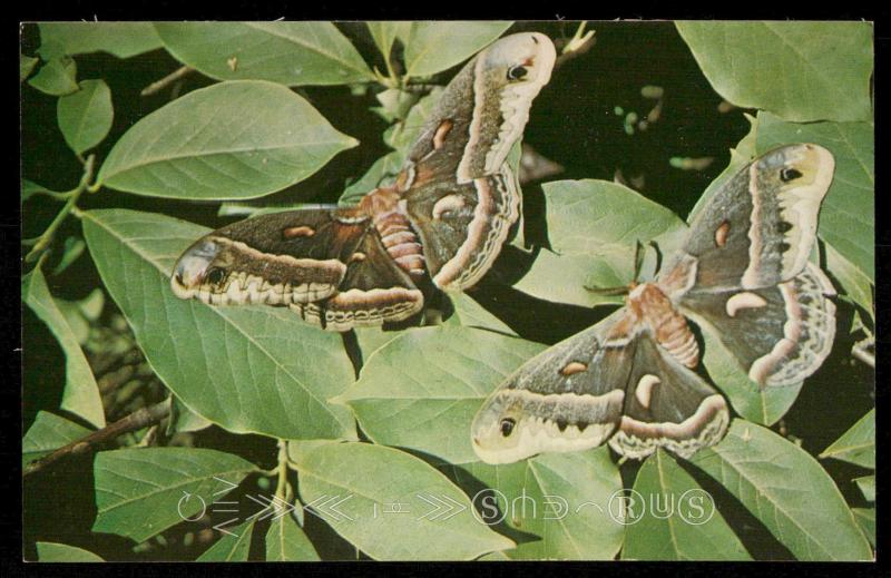 Cecropia Moths on Magnolia, Brook Gardens