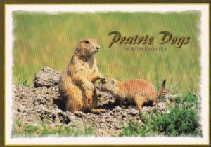 Prairie Dogs South Dakota