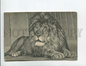 472255 USSR Moscow ZOO Lion Vintage Anniversary postcard 1939 year