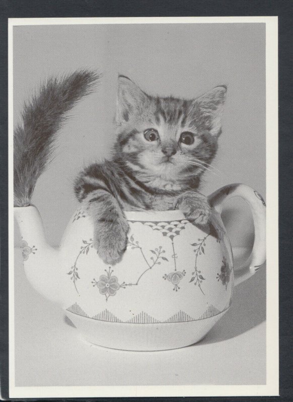 Animals Postcard - Cats - Cat - Kitten Sat in a Teapot  T6902