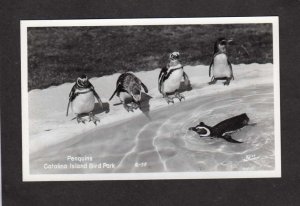 CA Penguins Catalina Island Bird Park Avalon California RPPC Real Photo Postcard