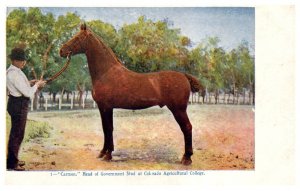 Carmon Head Horse of Goverment Stud at Colardo Agricultural College