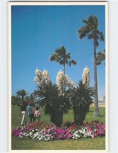 Postcard Yucca in Bloom in South Texas USA