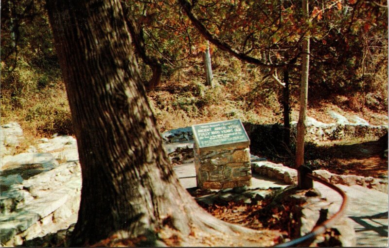 Arbor Vitae Tree Natural Bridge Virginia VA Postcard VTG UNP Tichnor Vintage  