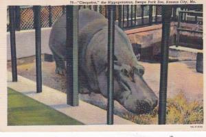 Missouri Kansas City Cleopatra The Hippopotamus At Swope Park Zoo Curteich