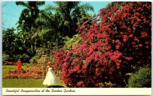 Postcard - Beautiful Bougainvillea at the Sunken Gardens - St. Petersburg, FL