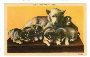 Dogs - Alaskan Husky Family