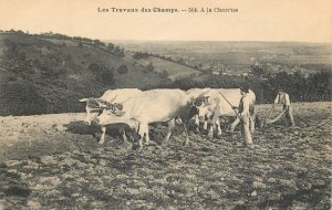 Working the fields with the oxen plow ploughmen oxen France agriculture & types