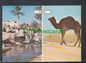 Tunisia Postcard - Views of Kebili - Camel   SW4481