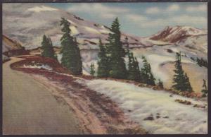 Timberline in the Rockies Postcard