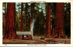 California Yosemite National Park Mariposa Grove Of Big Trees