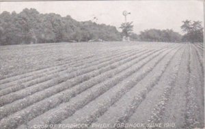 Advertising Crop Of Fordhook Phlox June 1910 W Atlee Burpee & Company Philade...