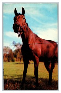 Postcard 1980 Beautiful Horse In Pasture