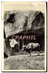 Modern Postcard Paris Zoo De Vincennes Buffaloes