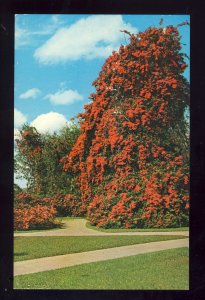 Cypress Gardens, Florida/FL Postcard, Colorful Bougainvillea