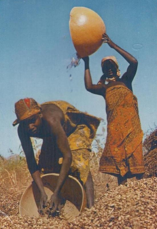 Nigeria Groundhut Harvest Festival Postcard